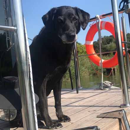 Urlaub mit Hund am Hausboot